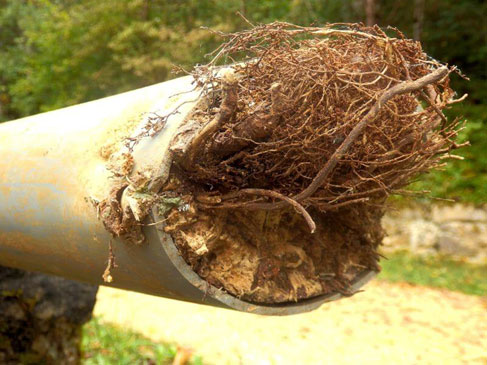 What Happens When Tree Roots Get into the Sewer Line?